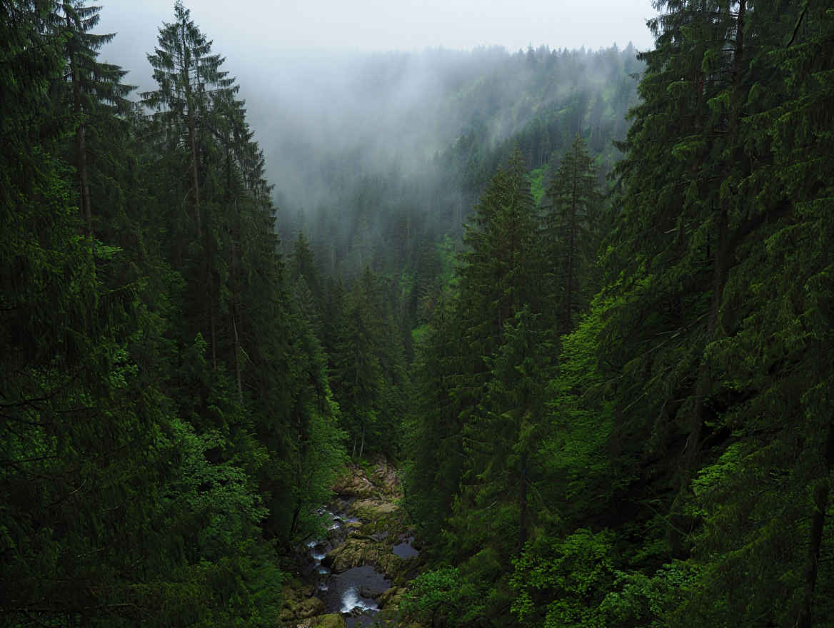 Schwarzwald-Landschaft mit dichtem Tannenwald, Nebel in den Tälern und kleinem Bauernhof in der Morgendämmerung